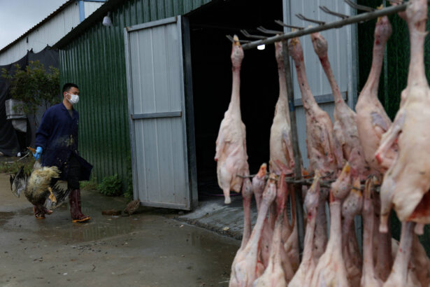 Governo Lula sanciona lei que proíbe produção e venda de foie gras no Brasil